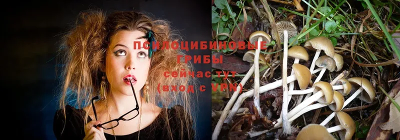 где можно купить   Лабинск  Галлюциногенные грибы Magic Shrooms 